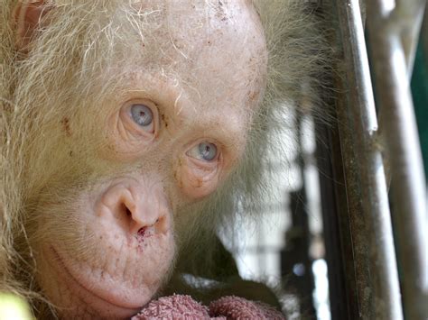 rare albino orangutan with pale blonde hair and blue eyes rescued by