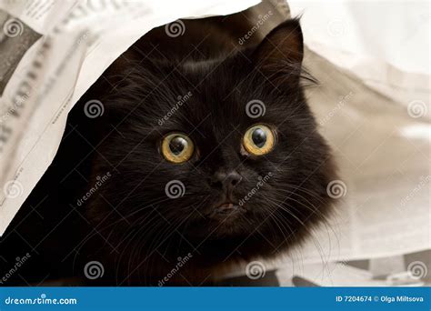 black cat   newspaper stock photo image  feline hairy