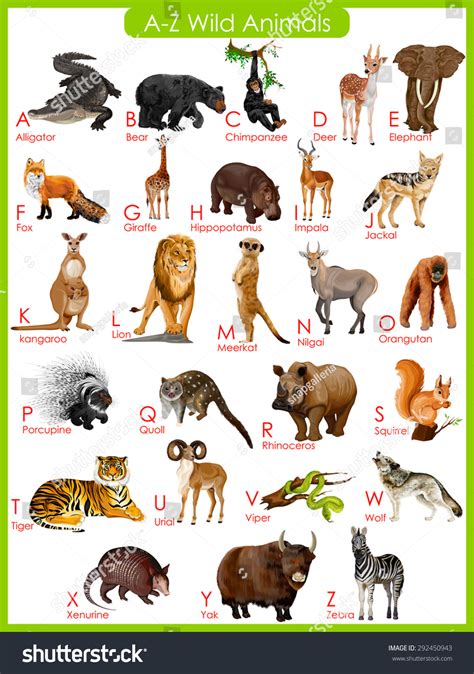 wild animals pictures chart