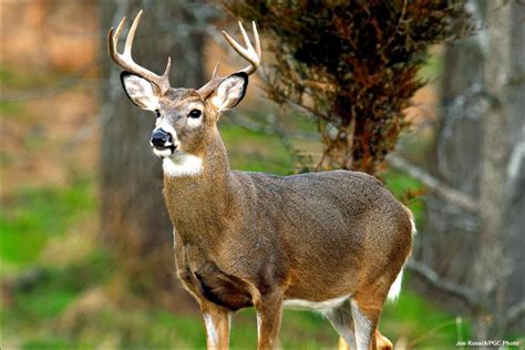 Species White Tailed Deer Also Known As Odocoileus Virginianus Or