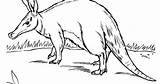 Coloring Aardvark sketch template