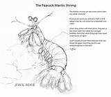 Mantis Teach sketch template