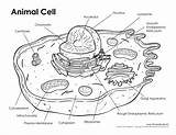 Cell Animal Labeled Timvandevall Diagram Tim sketch template