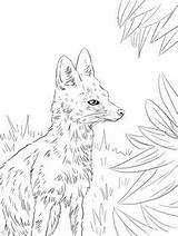 Coloring Fox Pages Grey Adult Printable sketch template