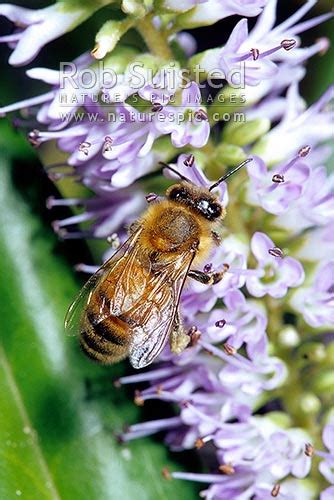 Honey Bee Apis Mellifera Pollinating Native Hebe Flowers New Zealand