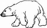 Coloring Pages Bear Polar Fluffy Fur Balls Cliparts Color sketch template