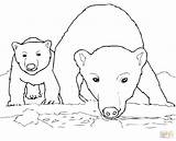 Polar Bear Coloring Pages Cub Bears Baby Drawing Printable Mother Arctic Animals Panda Cola Coca Express Mom Curious Cute Color sketch template