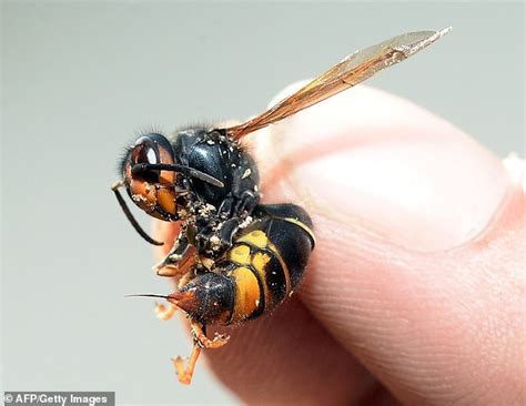 Fears For British Honey Bees As A Colony Of Deadly Asian Hornets Is