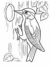 Woodpecker Coloring Pages Drawing Printable Getdrawings Woodpeckers Color Pileated Getcolorings sketch template
