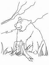 Colorear Oso Bear Coloring Beruang Mewarnai Kodiak Gambar Pardo Urso Anak Ours Vieil Hellokids Panda Salvajes Paud Línea sketch template