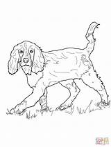 Spaniel Cocker Springer Coloring Pages English Setter Printable Dogs Drawing Mastiff Color Rug Getcolorings Paper sketch template
