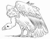 Vulture Urubu Geier Buitre Dibujar Colorare Drawing Gallinazo Feia Buitres Facil Supercoloring Avvoltoio Outline Ausmalbilder Tudodesenhos Tutorials Links Them sketch template