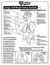 Respiratory System Worksheets Worksheet Coloring Human Pdf Body Lungs Science Lung Tobacco Biology Kids Systems Circulatory Health Clipart Grade Smoking sketch template