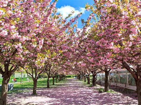 places   cherry blossoms     dc