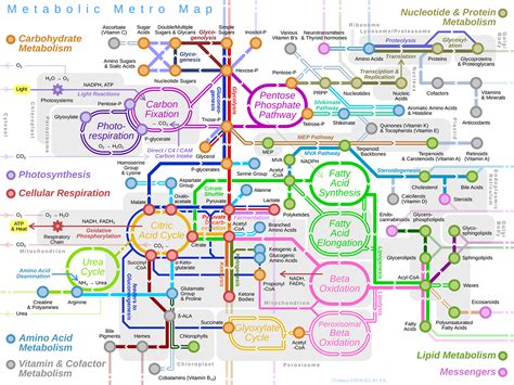 metabolic pathways concept map