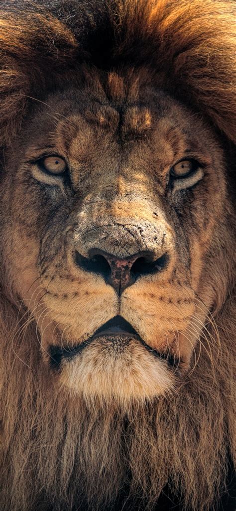 african lion wallpaper  wild animal brown lion