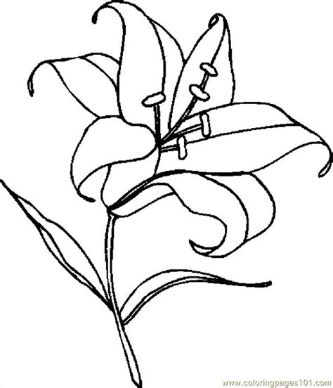 coloring pages easter lily  entertainment holidays