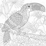 Toucan Tukan Erwachsene Zentangle Vogel Hibiscus Palme sketch template