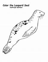 Seal Leopard Coloring Kids sketch template