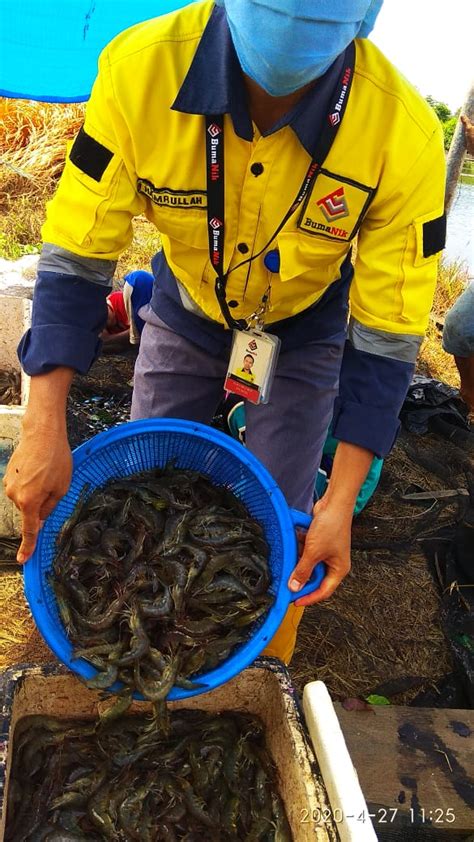 shrimp farming harvesting bumanik