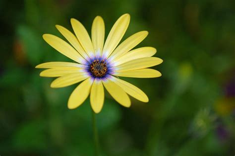 simple flower photograph  jennifer englehardt