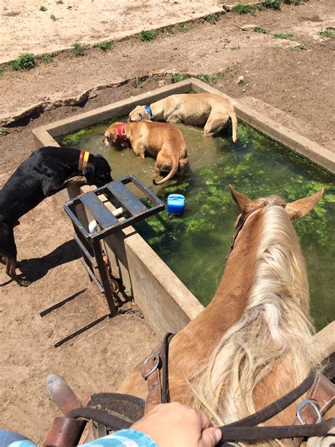 water requirements for beef cattle panhandle agriculture