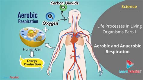 aerobic  anaerobic respiration life processes  living organisms