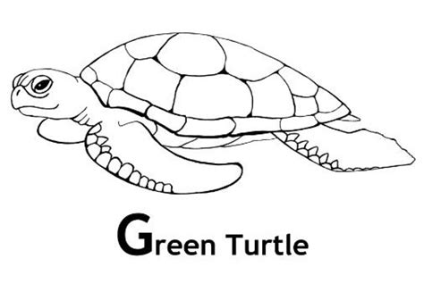 image  turtle coloring pages  print  kids uan