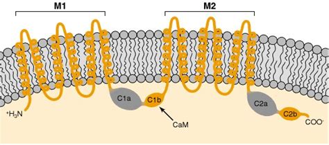 adenylyl cyclases basic neurochemistry ncbi bookshelf