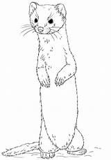 Comadreja Weasel Wiesel Tailed Ausmalbild Ferret Dibujo Supercoloring Stehend Langschwanz Weasels Furet sketch template