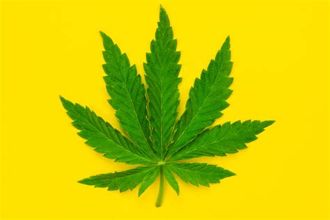 marijuana leaf   yellow background techcrunch