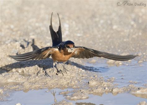 Barn Swallows Gathering Mud For Their Nests Feathered Photography
