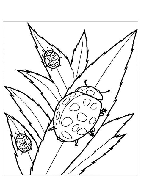 printable bug coloring pages