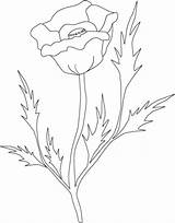 Colorat Coquelicot Planse Poppy Fiore Flori Maci Poppies Blumen P60 Remembrance Desene Disegno Fleurs Colorier Primiiani Copii Patriotic Colorare sketch template