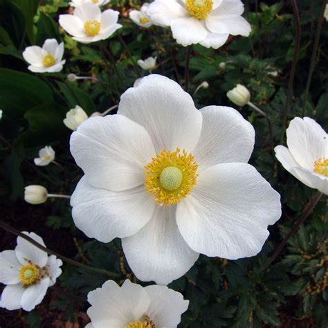 anemone sylvestris white flower farm