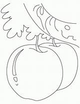 Coloring Apple Pages Popular sketch template