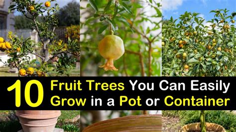 fruit trees   easily grow   pot  container