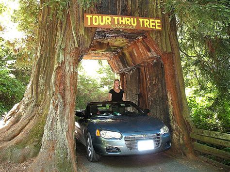 giant redwoods  california sfchroniclecom
