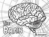 Coloring Brain Biolegend Nervous sketch template