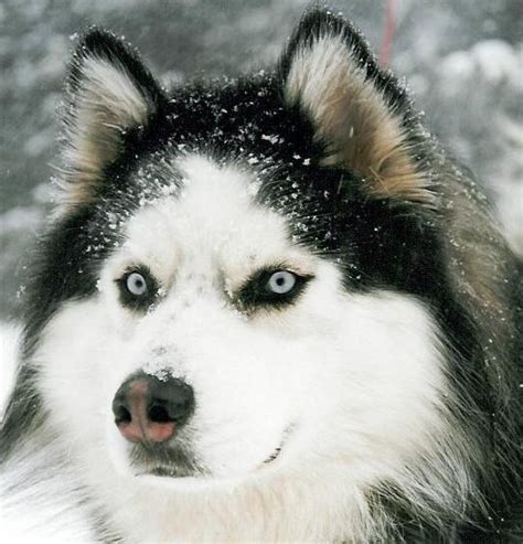 animales caracteristicas de los huskies siberianos