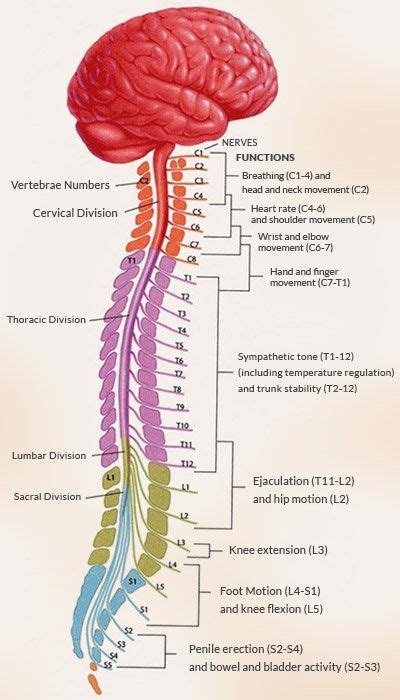 spinal cord spinal cord anatomy nerves function
