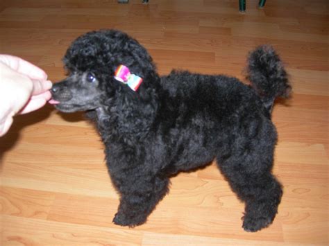 black toy poodle  weeks doggy pinterest