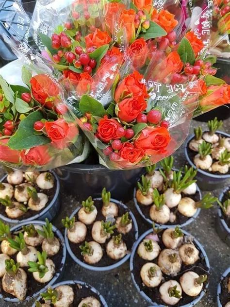 coop tholen volop paasbloemetjes en tulpen verkrijgbaar facebook