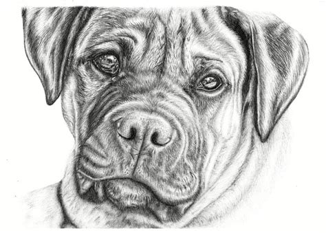 images  dog drawings  pinterest chihuahuas dog drawings  pencil drawings