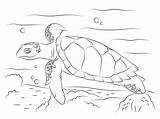 Tortuga Carey Dibujo Colorir Turtles Desenhos Turtle Linda Tartaruga Hawksbill Pente Tortugas sketch template
