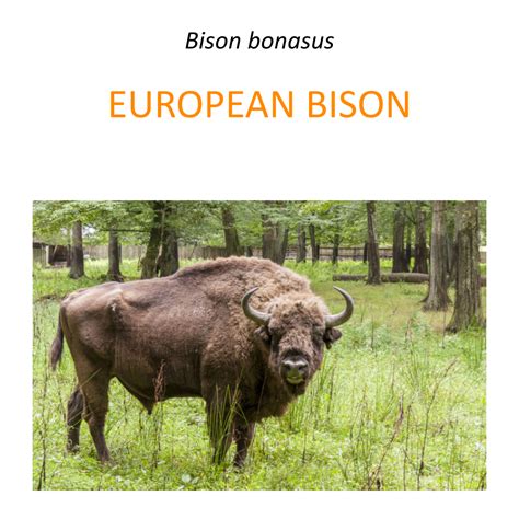 european bison conservation program fundacja zoo wroclaw dodo