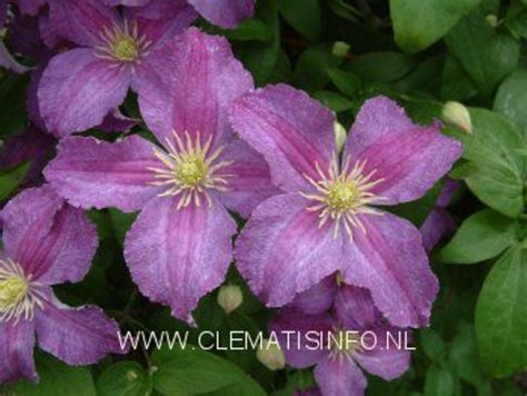 Clematis Jolly Good Clematis Jolly Good Online Kaufen