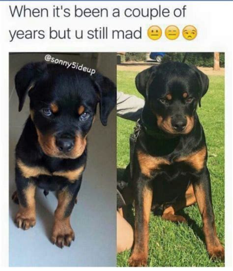 best 25 rottweiler funny ideas on pinterest mad face