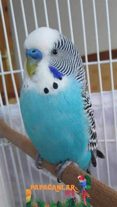 mavi muhabbet kusu birdy parrot animals google pins parakeets