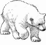 Orso Polare Cucciolo Disegno Orsi Stampare Polari Raskrasil Pianetabambini sketch template
